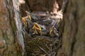 Hungry chicks, baby birds with open yellow beaks in a nest on tree in spring