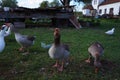 Hungry hissing wild greylag geese waiting to be feeded with pastry Royalty Free Stock Photo