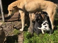 Hungry homeless puppies sucked on the dog.