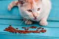 Hungry homeless white cat eats food. On a blue bench, a spotted cat is eating food Royalty Free Stock Photo