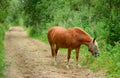 The hungry horse with the blue halter is eating the grass on the path in the forest Royalty Free Stock Photo