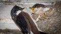 Hungry chick being fed Royalty Free Stock Photo