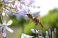 Hungry Hummingbird