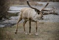 Hungry Hungry Caribou