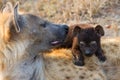 Hungry Hyena Pups Drinking Milk From Mother Suckle