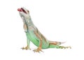 Hungry Iguana Lizard With Tongue Out Royalty Free Stock Photo