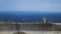 Hungry Indian squirrel eating food on a temple wall