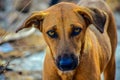 Picture of hungry and innocent street dog roaming on the busy indian street