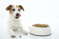 HUNGRY JACK RUSSELL DOG EATING AND LICKING WITH TONGUE ISOLATED