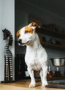 Hungry Jack Russell Terrier dog stand on the table near empty food bowl and asks for food. Vertical portrait