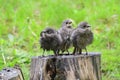 Hungry juvenile common starling