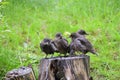 Hungry juvenile common starling