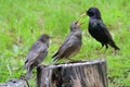 Hungry juvenile common starlings