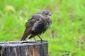 Hungry juvenile common starling