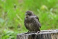 Hungry juvenile common starling