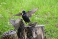 Hungry juvenile common starling