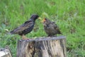 Hungry juvenile common starlings