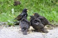 Hungry juvenile common starlings