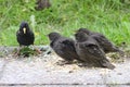 Hungry juvenile common starlings