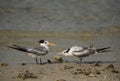 A hungry Juvenile Greater Crested Tern getting close to a adult