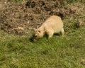 Hungry juvenile Prairie Dog, Cynomys ludovicianus, searching for tasty tidbits in grass Royalty Free Stock Photo