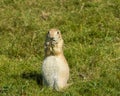 Hungry juvenile Prairie Dog, Cynomys ludovicianus, quickly devouring grass