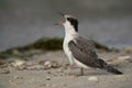 A hungry juvenile White-cheeked Tern calling at Busaiteen coast, Bahrain