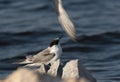 A hungry juvenile White-cheeked Tern calling at Tubli coast of Bahrain