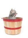 Hungry kitten in a basket Royalty Free Stock Photo