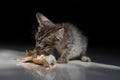 Hungry Kitten Eating Chicken in Dramatic Lighting Royalty Free Stock Photo