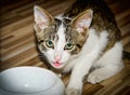 Hungry kitty sitting above empty bowl Royalty Free Stock Photo