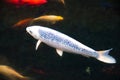 Hungry Koi Fishes in Garden Pond Royalty Free Stock Photo