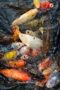 Hungry koi fishes. Royalty Free Stock Photo