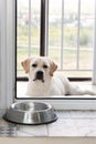 Hungry Labrador dog waiting for dinner time outside room Royalty Free Stock Photo