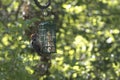 Hungry Ladder-backed Woodpecker at suet feeder