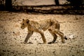 A hungry lion cub in the desert of Kalahari