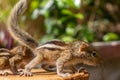 Hungry little Baby squirrels looking out for their mother