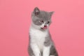 hungry little british shorthair cat licking nose