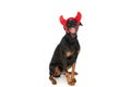 Hungry little dobermann dog sticking out tongue and licking nose Royalty Free Stock Photo