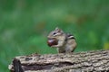 Eastern Chipmunk Sitting on a Log in Fall Holding an Acorn Royalty Free Stock Photo