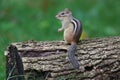 Eastern Chipmunk in Fall Sitting on a Log Royalty Free Stock Photo