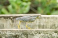 The hungry Little heron Royalty Free Stock Photo