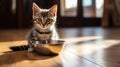 Hungry little kitten sitting on the floor near his empty bowl