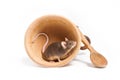 Hungry little mouse in an empty wooden bowl