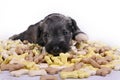 Hungry schnauzer puppy dog behind a big mound of food. Dog food biscuit bones. Royalty Free Stock Photo