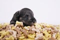 Hungry schnauzer puppy dog behind a big mound of food. Dog food biscuit bones.