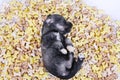 Hungry schnauzer puppy dog behind a big mound of food. Dog food biscuit bones.