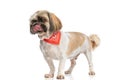 Hungry little shih tzu puppy wearing bandana and licking nose