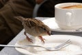 Hungry little sparrow Royalty Free Stock Photo