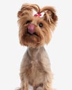 hungry little yorkshire terrier puppy looking up and licking nose Royalty Free Stock Photo